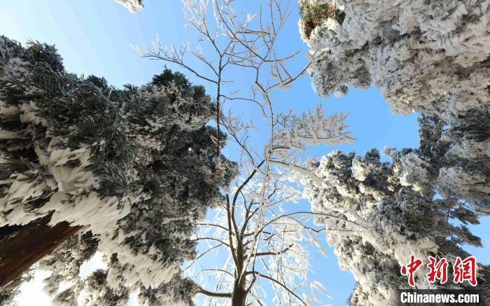 資料圖：黃石寨景區(qū)雪后初霽。吳勇兵 攝