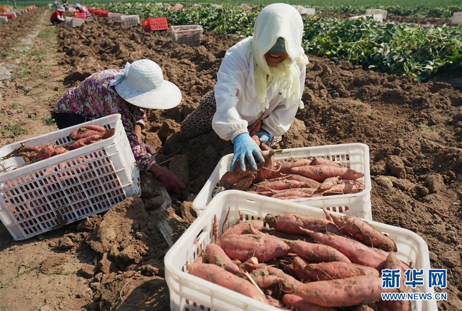7月24日，灤南縣東黃坨鎮(zhèn)薯澤專業(yè)合作社的員工在收獲煙薯。 近年來，河北省灤南縣采取“公司+合作社+農(nóng)戶”的模式，大力發(fā)展紅薯新品種煙薯種植，促進(jìn)農(nóng)民增收。據(jù)介紹，該縣今年煙薯種植面積達(dá)3萬畝，預(yù)計銷售收入將達(dá)1.5億元。 新華社記者 楊世堯 攝