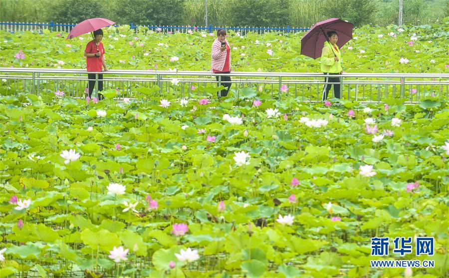 8月6日，游客在河北省永清縣里瀾城鎮(zhèn)金華湖觀賞荷花。 夏日時節(jié)，河北省永清縣里瀾城鎮(zhèn)金華湖荷塘的荷花爭相開放，吸引市民和游客前來游玩觀賞。 新華社記者 李曉果 攝