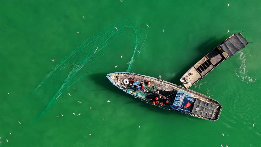 8月8日，漁民在新疆博斯騰湖收網(wǎng)捕魚（無人機照片）。 立秋過后，新疆博斯騰湖上漁民秋捕繁忙。位于新疆巴音郭楞蒙古自治州博湖縣境內(nèi)的博斯騰湖是我國最大的內(nèi)陸淡水湖，也是新疆最大的漁業(yè)生產(chǎn)基地。博斯騰湖年產(chǎn)草魚、鰱魚、鯉魚等32種魚類約4000噸。 新華社發(fā)（年磊 攝）