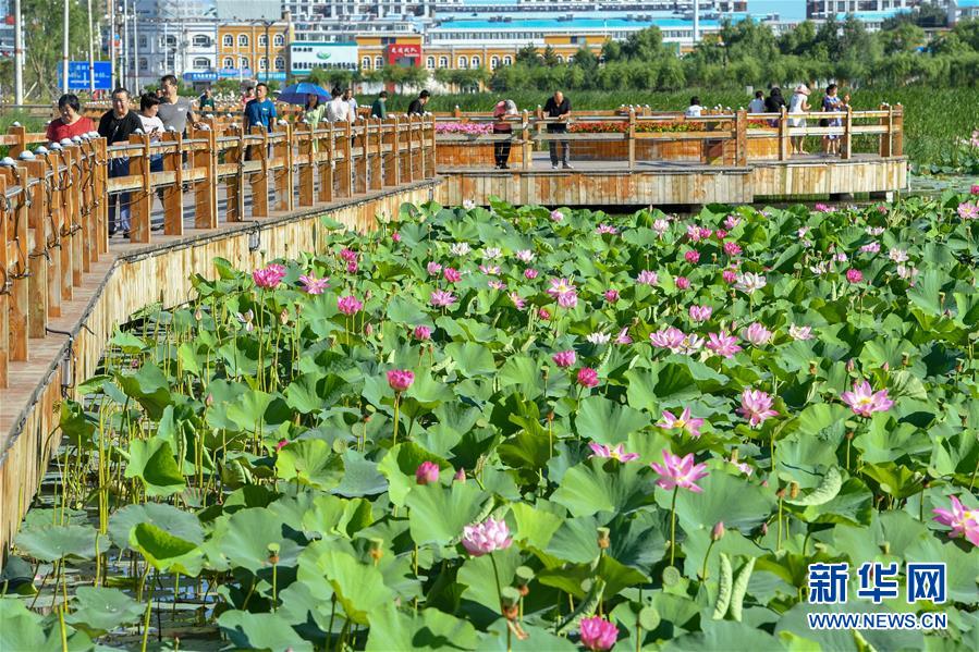 8月12日，市民在鎮(zhèn)賚環(huán)城國家濕地公園散步賞花。新華社記者 張楠 攝