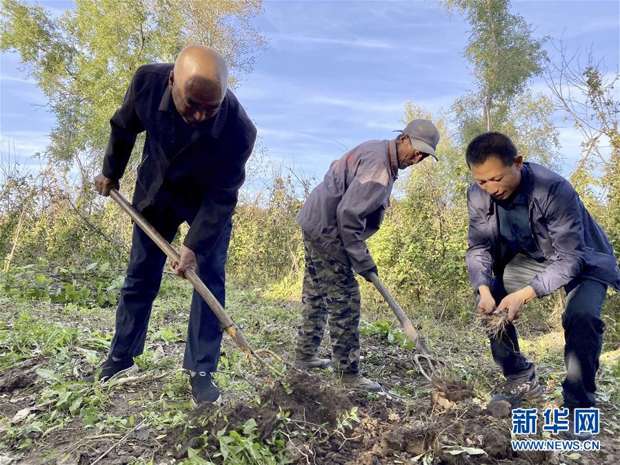 在黑龍江省五常市杜家鎮(zhèn)復興村，云峰四葉參種植農(nóng)民專業(yè)合作社理事長侯偉（右一）和村民在種植四葉參的小院內(nèi)勞作（9月27日攝）。  新華社記者 劉赫垚 攝