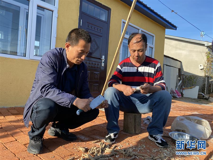 　在黑龍江省五常市杜家鎮(zhèn)復興村，云峰四葉參種植農(nóng)民專業(yè)合作社理事長侯偉（左）和村民李世偉在為四葉參削皮（9月27日攝）。  新華社記者 劉赫垚 攝