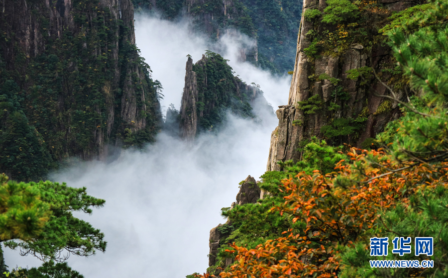 10月5日拍攝的黃山風(fēng)景區(qū)，秋意漸濃。