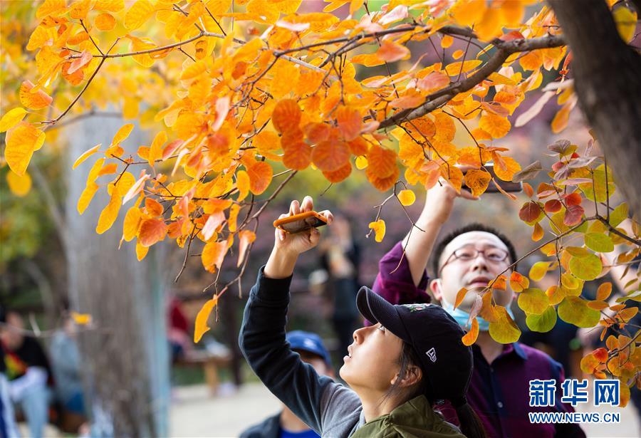 10月18日，游客在北京市房山區(qū)坡峰嶺景區(qū)觀賞紅葉。 金秋十月，又到了北京觀賞紅葉的最佳時節(jié)。坡峰嶺景區(qū)位于北京市房山區(qū)，總面積約2000畝，景區(qū)內(nèi)有元寶楓、黃櫨、火炬等多個紅葉品種，漫山的紅葉吸引游客前來觀賞。 新華社記者 呂帥 攝