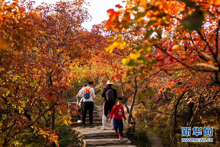 10月18日，游客在北京市房山區(qū)坡峰嶺景區(qū)觀賞紅葉。 金秋十月，又到了北京觀賞紅葉的最佳時節(jié)。坡峰嶺景區(qū)位于北京市房山區(qū)，總面積約2000畝，景區(qū)內(nèi)有元寶楓、黃櫨、火炬等多個紅葉品種，漫山的紅葉吸引游客前來觀賞。 新華社記者 呂帥 攝