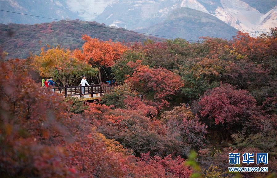 10月18日，游客在北京市房山區(qū)坡峰嶺景區(qū)觀賞紅葉。 金秋十月，又到了北京觀賞紅葉的最佳時節(jié)。坡峰嶺景區(qū)位于北京市房山區(qū)，總面積約2000畝，景區(qū)內(nèi)有元寶楓、黃櫨、火炬等多個紅葉品種，漫山的紅葉吸引游客前來觀賞。 新華社記者 呂帥 攝
