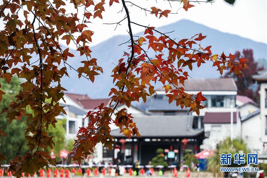 紅葉為秋日山村增添了亮麗的色彩（11月1日攝）。 11月1日，“指南紅葉節(jié)”活動在浙江省杭州市臨安區(qū)太湖源鎮(zhèn)指南村舉行。本次金秋紅葉節(jié)將舉行觀賞金秋紅葉梯田、梯田稻谷收割、古戲臺銀杏音樂會、山頂星空露營帳篷節(jié)等系列主題活動。 指南村海拔近600米，森林覆蓋率達93%以上。每到深秋，村落周邊的千畝梯田、金黃的銀杏和火紅的楓樹將指南村裝扮得美如畫卷。 新華社記者 徐昱 攝