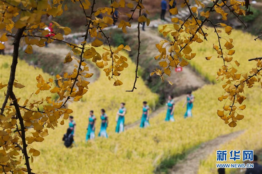 11月1日拍攝的指南村的金黃稻田和銀杏樹。 11月1日，“指南紅葉節(jié)”活動在浙江省杭州市臨安區(qū)太湖源鎮(zhèn)指南村舉行。本次金秋紅葉節(jié)將舉行觀賞金秋紅葉梯田、梯田稻谷收割、古戲臺銀杏音樂會、山頂星空露營帳篷節(jié)等系列主題活動。 指南村海拔近600米，森林覆蓋率達93%以上。每到深秋，村落周邊的千畝梯田、金黃的銀杏和火紅的楓樹將指南村裝扮得美如畫卷。 新華社記者 徐昱 攝