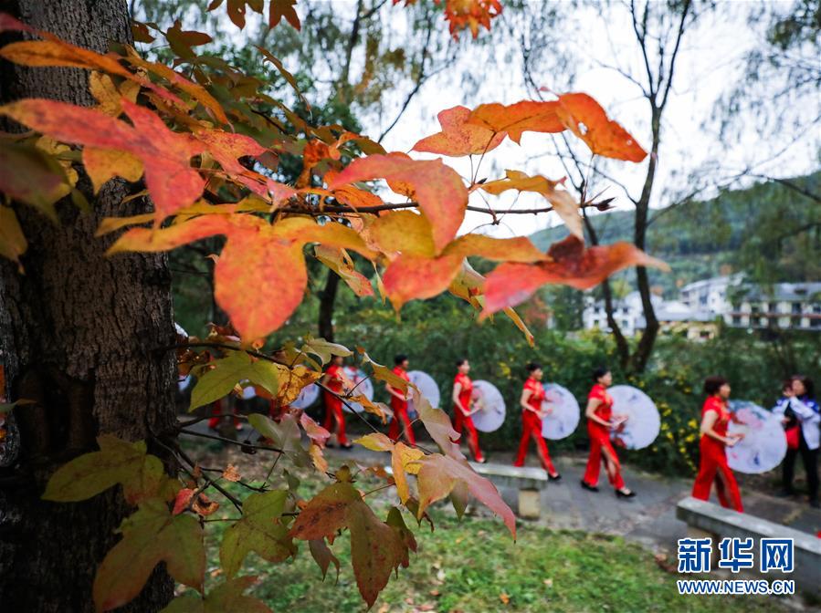 紅葉為秋日山村增添了亮麗的色彩（11月1日攝）。 11月1日，“指南紅葉節(jié)”活動在浙江省杭州市臨安區(qū)太湖源鎮(zhèn)指南村舉行。本次金秋紅葉節(jié)將舉行觀賞金秋紅葉梯田、梯田稻谷收割、古戲臺銀杏音樂會、山頂星空露營帳篷節(jié)等系列主題活動。 指南村海拔近600米，森林覆蓋率達93%以上。每到深秋，村落周邊的千畝梯田、金黃的銀杏和火紅的楓樹將指南村裝扮得美如畫卷。 新華社記者 徐昱 攝
