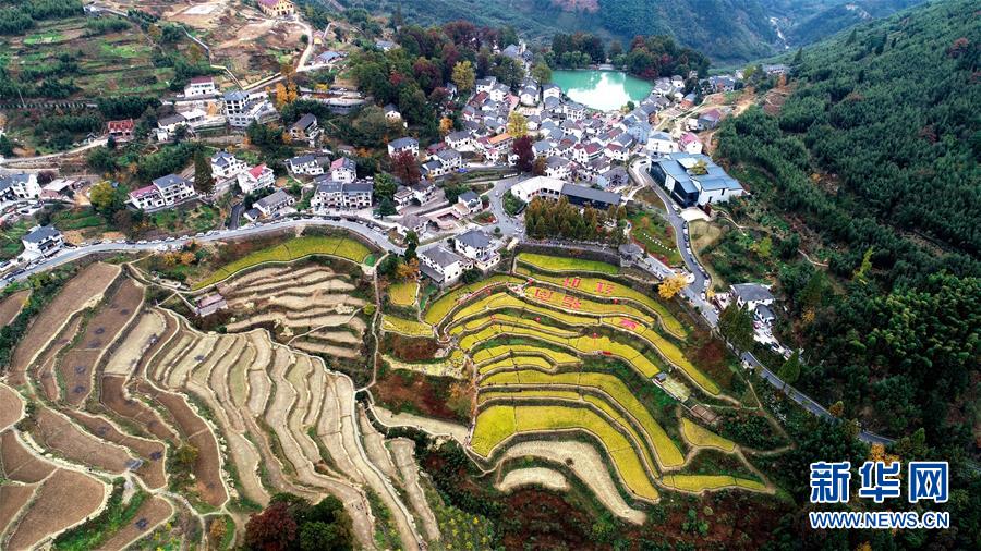 11月1日空中俯瞰指南村（無人機照片）。 11月1日，“指南紅葉節(jié)”活動在浙江省杭州市臨安區(qū)太湖源鎮(zhèn)指南村舉行。本次金秋紅葉節(jié)將舉行觀賞金秋紅葉梯田、梯田稻谷收割、古戲臺銀杏音樂會、山頂星空露營帳篷節(jié)等系列主題活動。 指南村海拔近600米，森林覆蓋率達93%以上。每到深秋，村落周邊的千畝梯田、金黃的銀杏和火紅的楓樹將指南村裝扮得美如畫卷。 新華社記者 徐昱 攝