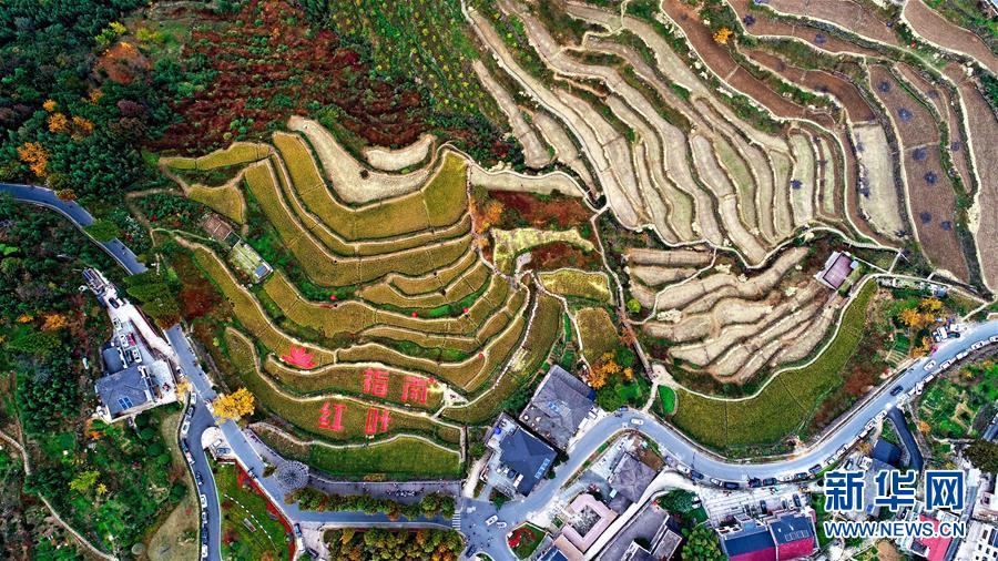 11月1日空中俯瞰指南村（無人機照片）。 11月1日，“指南紅葉節(jié)”活動在浙江省杭州市臨安區(qū)太湖源鎮(zhèn)指南村舉行。本次金秋紅葉節(jié)將舉行觀賞金秋紅葉梯田、梯田稻谷收割、古戲臺銀杏音樂會、山頂星空露營帳篷節(jié)等系列主題活動。 指南村海拔近600米，森林覆蓋率達93%以上。每到深秋，村落周邊的千畝梯田、金黃的銀杏和火紅的楓樹將指南村裝扮得美如畫卷。 新華社記者 徐昱 攝