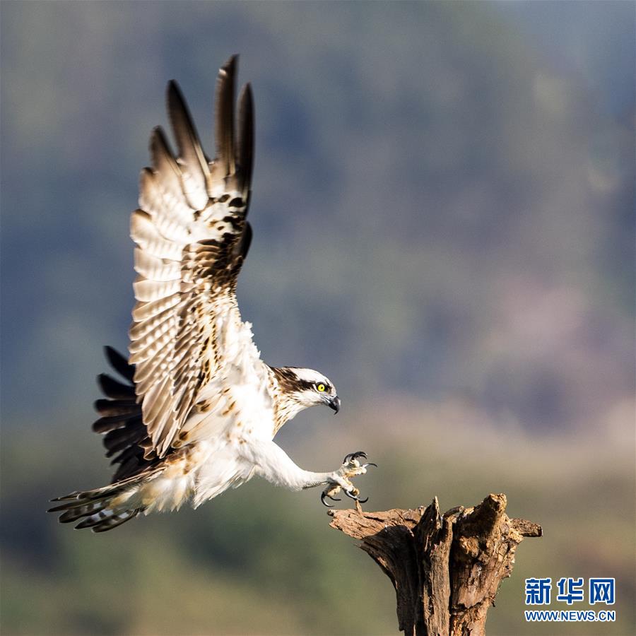 鶚鳥在衢江江邊枯木上嬉戲（10月31日攝）。新華社記者 梅永存 攝
