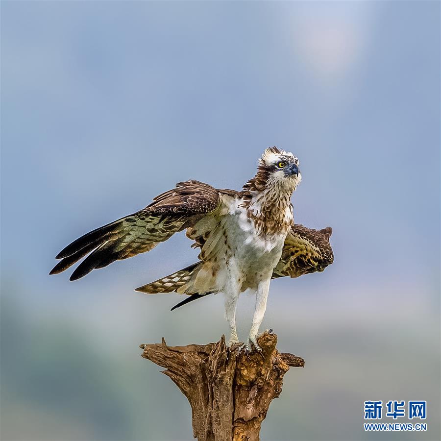 鶚鳥在衢江江邊枯木上（10月30日攝）。新華社記者 梅永存 攝