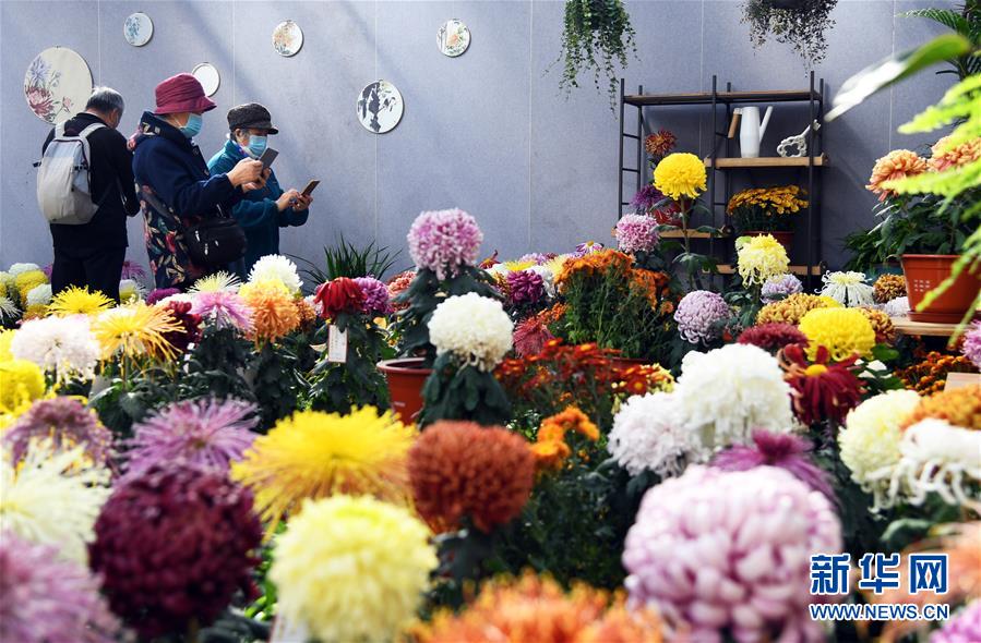 11月3日，游人在北京世界花卉大觀園菊花展上參觀拍攝。 近日，北京世界花卉大觀園菊花展開幕，共展出來自2020北京世界花卉大觀園第十一屆菊花擂臺賽的1500余盆菊花。 新華社記者 任超 攝