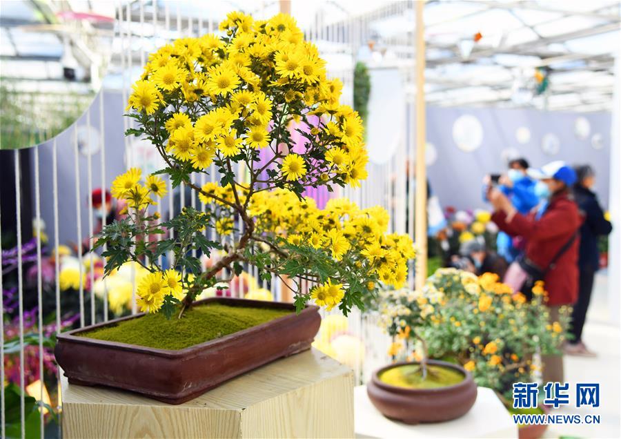 這是11月3日在北京世界花卉大觀園菊花展現(xiàn)場拍攝的菊花。 近日，北京世界花卉大觀園菊花展開幕，共展出來自2020北京世界花卉大觀園第十一屆菊花擂臺賽的1500余盆菊花。 新華社記者 任超 攝