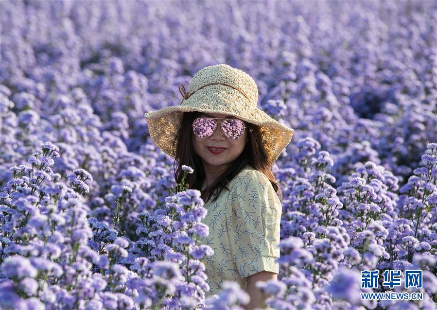11月2日，游客在泰國(guó)清邁一處花田間拍照。 近日，泰國(guó)清邁周邊的花田鮮花盛開(kāi)，吸引眾多游客前來(lái)賞花拍照。 新華社記者 張可任 攝