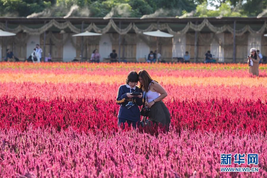 11月2日，游客在泰國(guó)清邁一處花田間拍照。 近日，泰國(guó)清邁周邊的花田鮮花盛開(kāi)，吸引眾多游客前來(lái)賞花拍照。 新華社記者 張可任 攝