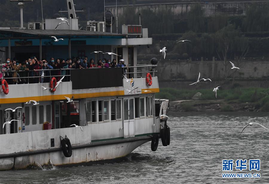 11月5日，乘船游覽的游客在重慶朝天門碼頭附近觀賞紅嘴鷗。 近日，眾多紅嘴鷗“到訪”重慶長江與嘉陵江交匯一帶，給“山水之城”重慶增添了生機和亮色。 新華社記者王全超攝