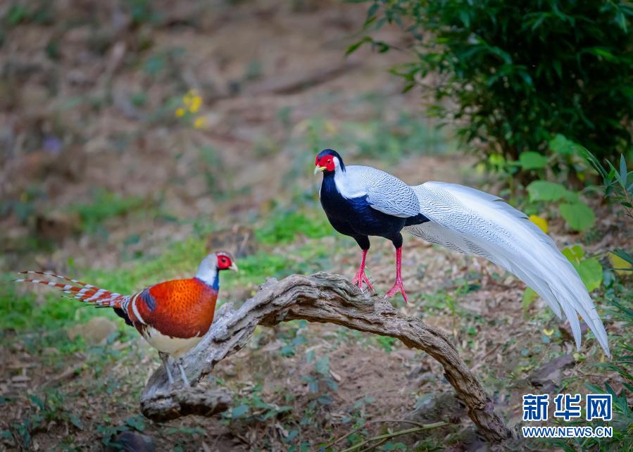 在永安市青水畬族鄉(xiāng)豐田村，白鷴（右）與白頸長(zhǎng)尾雉相伴在林邊休憩（11月21日攝）。福建省永安市青水畬族鄉(xiāng)豐田村群山環(huán)繞，森林茂密，野生鳥類資源豐富。近年來，該村建起12個(gè)生態(tài)觀鳥點(diǎn)，催熱了當(dāng)?shù)赜^鳥旅游業(yè)。新華社記者 梅永存 攝