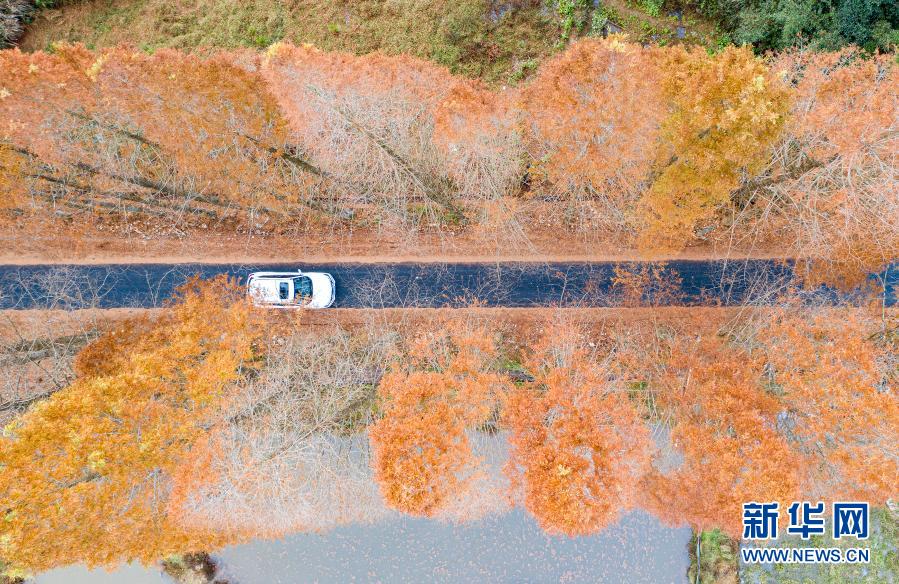 12月7日，汽車(chē)行駛在景寧縣鶴溪街道余山村水杉掩映的道路上（無(wú)人機(jī)照片）。近期，種植在浙江省麗水市景寧畬族自治縣鶴溪街道余山村道路兩旁的水杉樹(shù)葉變色，將鄉(xiāng)村公路裝扮成色彩鮮艷的長(zhǎng)廊，吸引人們前往觀賞。新華社發(fā)（李肅人 攝）