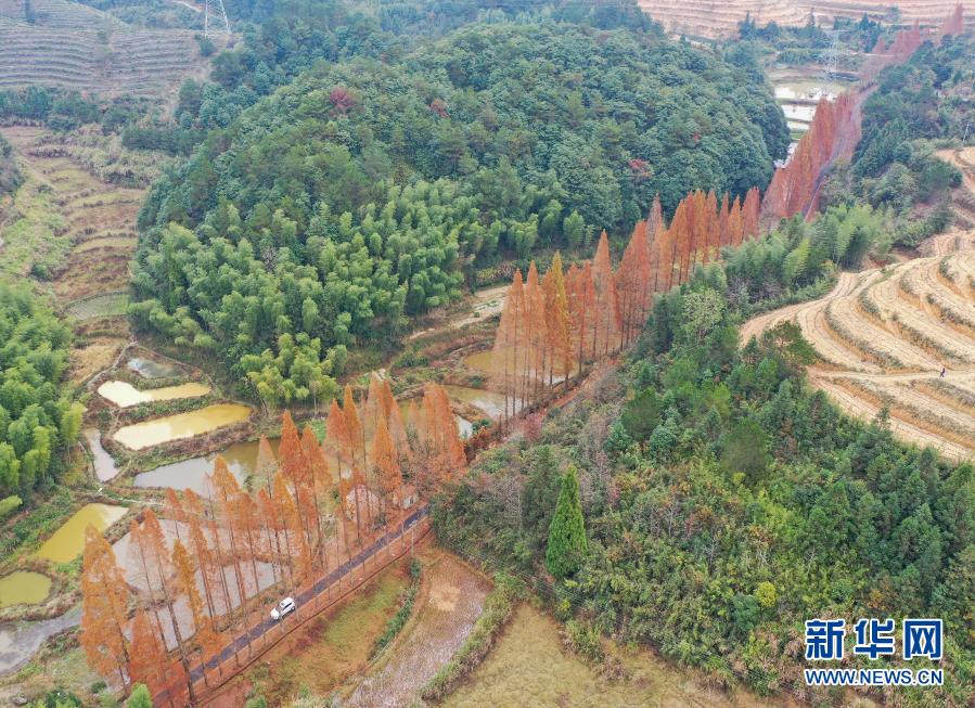 12月7日，汽車(chē)行駛在景寧縣鶴溪街道余山村水杉掩映的道路上（無(wú)人機(jī)照片）。新華社發(fā)（李肅人 攝）