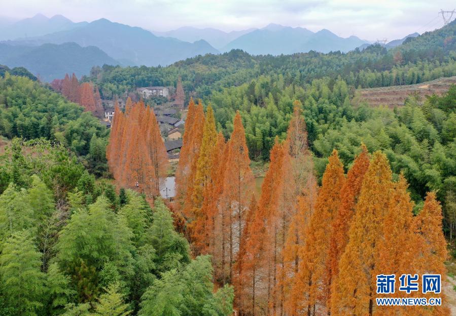 這是12月7日在在景寧縣鶴溪街道余山村拍攝的水杉（無(wú)人機(jī)照片）。新華社發(fā)（李肅人 攝）