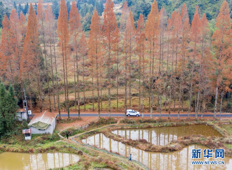 12月7日，汽車(chē)行駛在景寧縣鶴溪街道余山村水杉掩映的道路上（無(wú)人機(jī)照片）。新華社發(fā)（李肅人 攝）