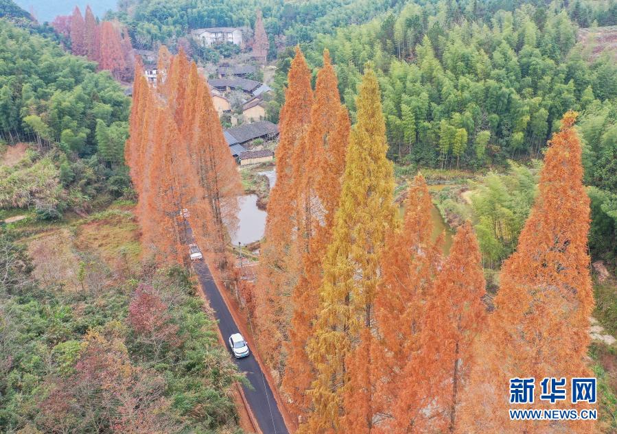 12月7日，汽車(chē)行駛在景寧縣鶴溪街道余山村水杉掩映的道路上（無(wú)人機(jī)照片）。新華社發(fā)（李肅人 攝）