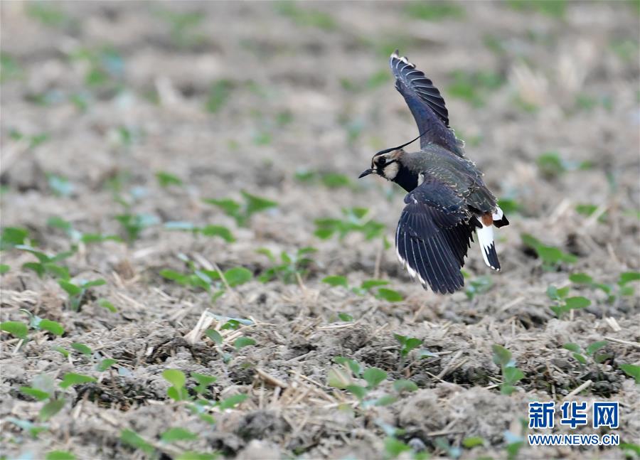 這是1月9日在石獅環(huán)灣濕地公園拍攝的鳥群。 近日，大批前來(lái)越冬的水禽鳥類飛抵福建泉州石獅環(huán)灣濕地公園。 新華社記者 魏培全 攝