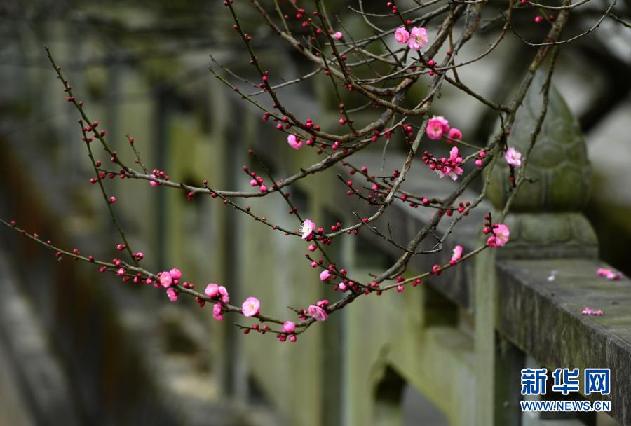 　　1月20日拍攝的林陽寺梅花?！　‘?dāng)日是大寒節(jié)氣，位于福建省福州市林陽寺里的梅花競相綻放，給冬日增添一份詩意?！　⌒氯A社記者 魏培全 攝