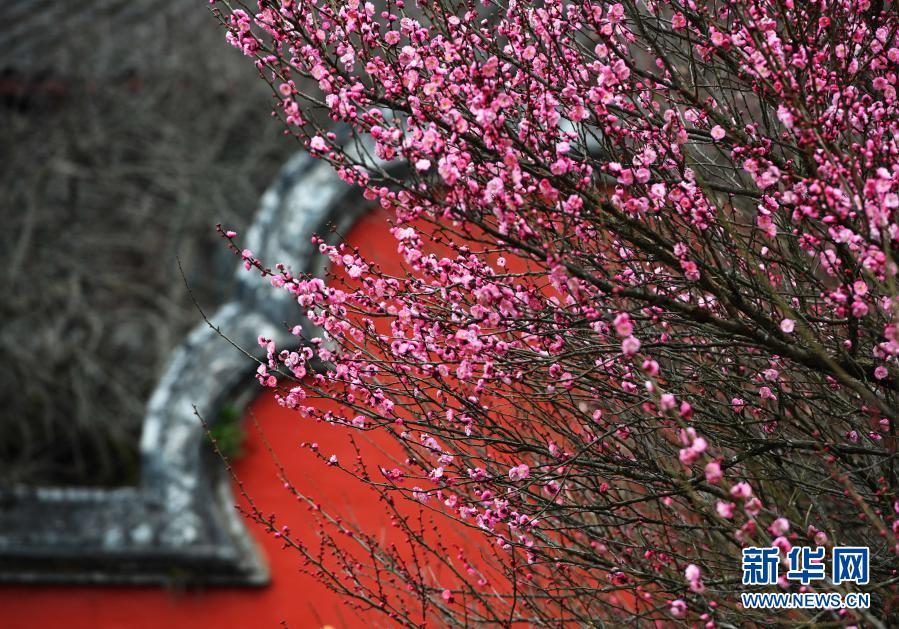 　　1月20日拍攝的林陽寺綻放的梅花?！　‘?dāng)日是大寒節(jié)氣，位于福建省福州市林陽寺里的梅花競相綻放，給冬日增添一份詩意?！　⌒氯A社記者 魏培全 攝