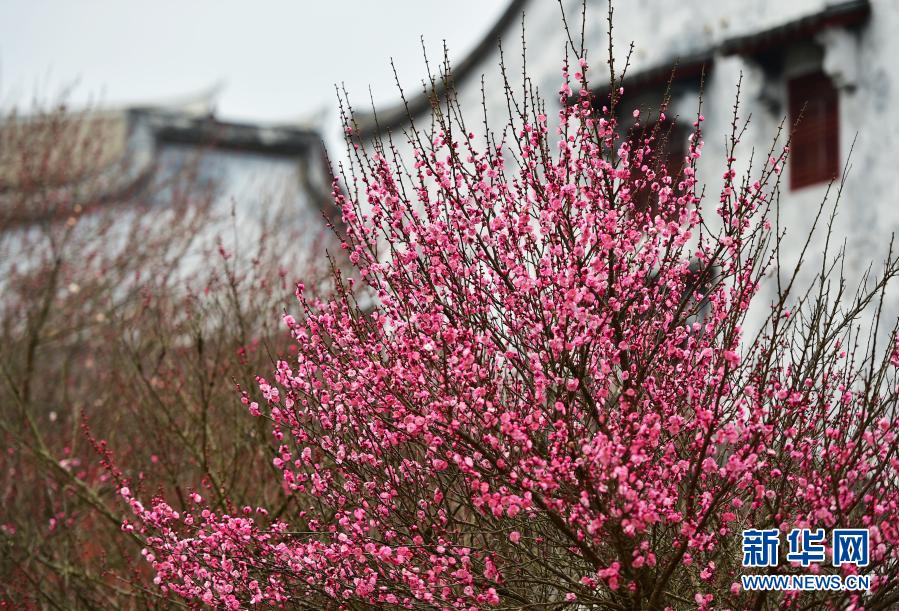 　　1月20日拍攝的林陽寺的梅花?！　‘?dāng)日是大寒節(jié)氣，位于福建省福州市林陽寺里的梅花競相綻放，給冬日增添一份詩意。　　新華社記者 魏培全 攝