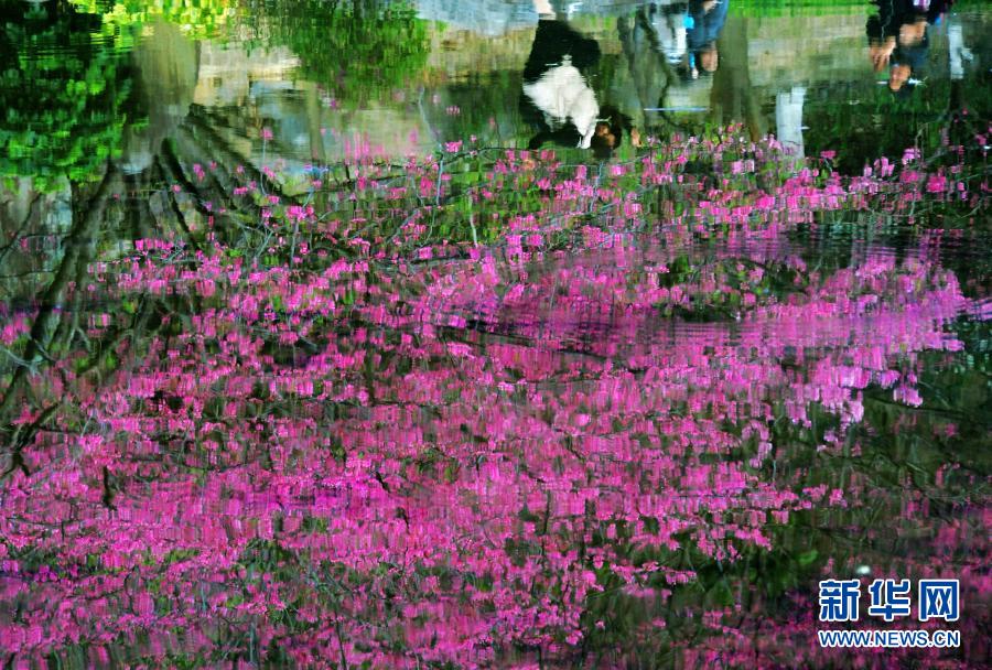 在福州國家森林公園，盛開的櫻花和綠樹倒映在清澈的湖水里（2月1月攝）。近日，位于福建省福州市新店鎮(zhèn)的福州國家森林公園里的櫻花相繼盛開，春意萌動。新華社記者 魏培全 攝