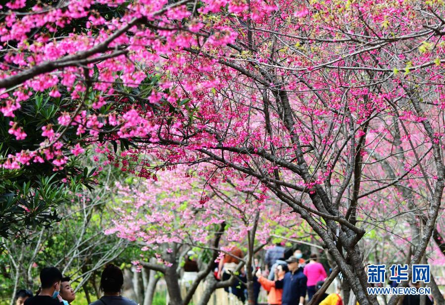2月1日，游人在福州國家森林公園里賞櫻。近日，位于福建省福州市新店鎮(zhèn)的福州國家森林公園里的櫻花相繼盛開，春意萌動。新華社記者 魏培全 攝