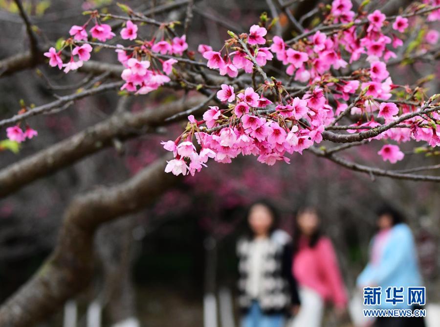 2月1日，游人在福州國家森林公園里賞櫻。近日，位于福建省福州市新店鎮(zhèn)的福州國家森林公園里的櫻花相繼盛開，春意萌動。新華社記者 魏培全 攝