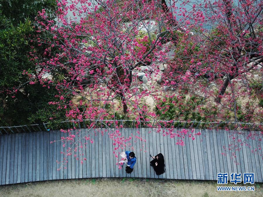 2月1日，游人在福州國家森林公園里賞櫻。近日，位于福建省福州市新店鎮(zhèn)的福州國家森林公園里的櫻花相繼盛開，春意萌動。新華社記者 魏培全 攝