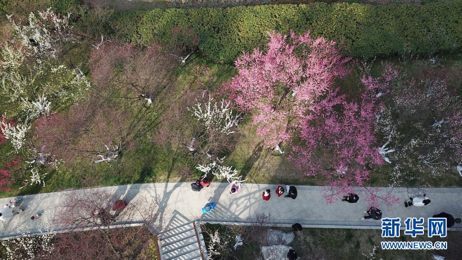 　　2月17日，游人在合肥市匡河岸邊的梅花叢里游玩（無人機(jī)照片）。新華社記者 張端 攝
