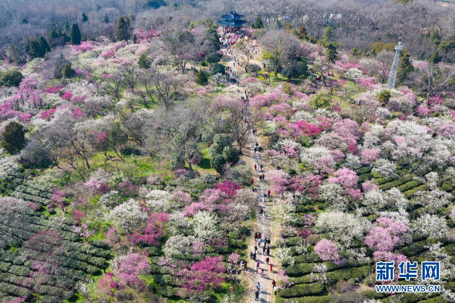 　　2月19日，游人在南京梅花山賞花（無人機照片）。　　當日，2021第26屆中國南京國際梅花節(jié)在南京梅花山正式開幕，本屆梅花節(jié)以“梅綻金陵 禮贊百年”為主題，結(jié)合即將在南京舉行的第三十屆中國戲劇梅花獎頒獎典禮，采用線上線下并舉的形式舉行“梅開盛世”“梅韻流聲”“梅香滿園”“梅露茶香”“梅語鹿鳴”五大主題活動?！　⌒氯A社發(fā)（蘇陽 攝）
