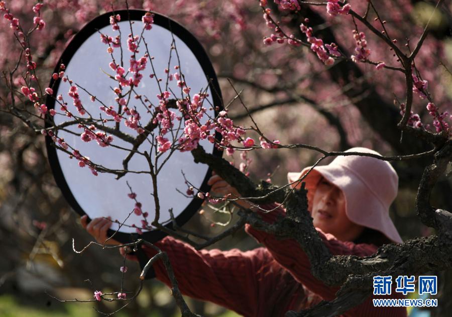 　　2月19日，攝影愛好者在南京梅花山拍攝梅花。　　當日，2021第26屆中國南京國際梅花節(jié)在南京梅花山正式開幕，本屆梅花節(jié)以“梅綻金陵 禮贊百年”為主題，結(jié)合即將在南京舉行的第三十屆中國戲劇梅花獎頒獎典禮，采用線上線下并舉的形式舉行“梅開盛世”“梅韻流聲”“梅香滿園”“梅露茶香”“梅語鹿鳴”五大主題活動?！　⌒氯A社發(fā)（孫忠南 攝）