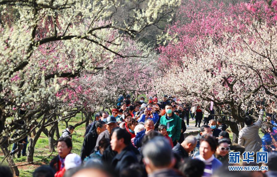 　　2月19日，游客在南京梅花山賞花游玩。　　當日，2021第26屆中國南京國際梅花節(jié)在南京梅花山正式開幕，本屆梅花節(jié)以“梅綻金陵 禮贊百年”為主題，結(jié)合即將在南京舉行的第三十屆中國戲劇梅花獎頒獎典禮，采用線上線下并舉的形式舉行“梅開盛世”“梅韻流聲”“梅香滿園”“梅露茶香”“梅語鹿鳴”五大主題活動?！　⌒氯A社發(fā)（丁亮 攝）