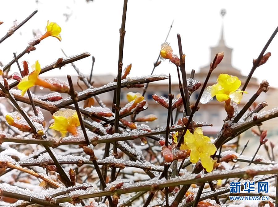 　　3月1日在北京中國(guó)人民革命軍事博物館附近拍攝的被冰雪覆蓋的迎春花。　　當(dāng)日，北京部分地區(qū)迎來(lái)降雪。新華社記者 羅曉光 攝