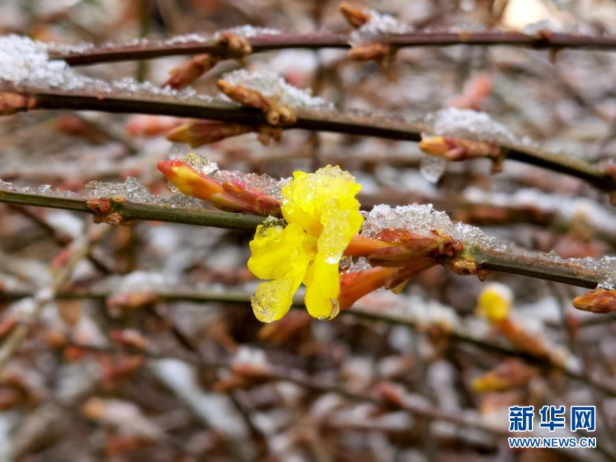 　　3月1日在北京街頭拍攝的被冰雪覆蓋的迎春花。　　當(dāng)日，北京部分地區(qū)迎來(lái)降雪。新華社記者 羅曉光 攝