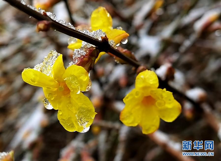 　　3月1日在北京街頭拍攝的被冰雪覆蓋的迎春花?！　‘?dāng)日，北京部分地區(qū)迎來(lái)降雪。新華社記者 羅曉光 攝