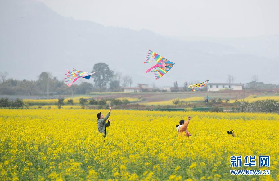 　　2月27日，游客在成都市金堂縣三溪鎮(zhèn)長林村油菜花田里放風(fēng)箏。　　初春的川西平原，金黃的油菜花、雪白的李花、粉紅的桃花等競(jìng)相綻放，構(gòu)成一幅美麗的鄉(xiāng)村畫卷，吸引不少游客前來踏青、賞花?！　⌒氯A社記者 江宏景 攝