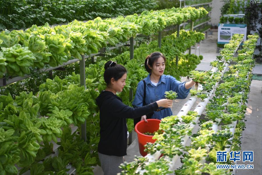 　　3月9日，在河北省曲周縣一家創(chuàng)意農(nóng)業(yè)園區(qū)，游客在體驗蔬菜采摘。　　近年來，河北省邯鄲市曲周縣依托當?shù)剞r(nóng)業(yè)、旅游資源，積極推動生態(tài)觀光農(nóng)業(yè)和鄉(xiāng)村旅游融合發(fā)展，打造集旅游觀光、教育科普和農(nóng)事體驗于一體的“農(nóng)旅融合”生態(tài)農(nóng)業(yè)綜合體，輻射帶動農(nóng)業(yè)增效、農(nóng)民增收，為農(nóng)村發(fā)展注入新活力，助力鄉(xiāng)村振興。　　新華社記者 朱旭東 攝