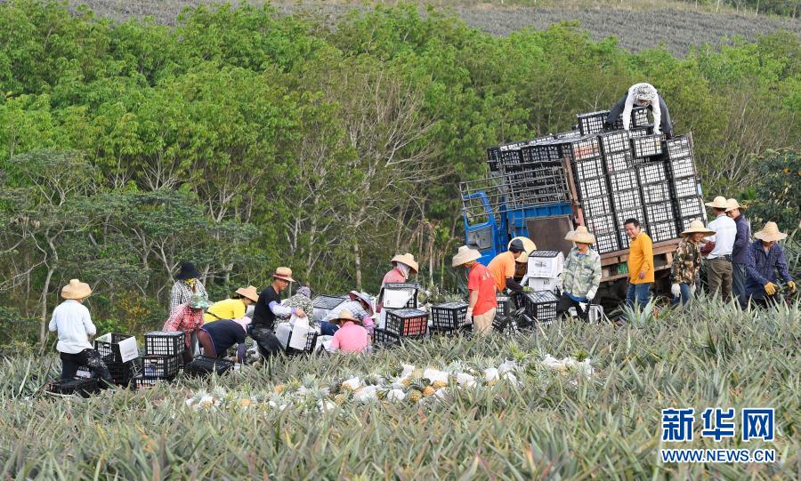 　　3月10日，在萬寧市龍滾鎮(zhèn)鳳園村，工人將菠蘿裝箱后裝車。　　近日，海南省萬寧市迎來菠蘿采收季，本地企業(yè)、農(nóng)戶積極組織工人采收菠蘿，田間地頭一派繁忙景象?！　⌒氯A社記者 楊冠宇 攝