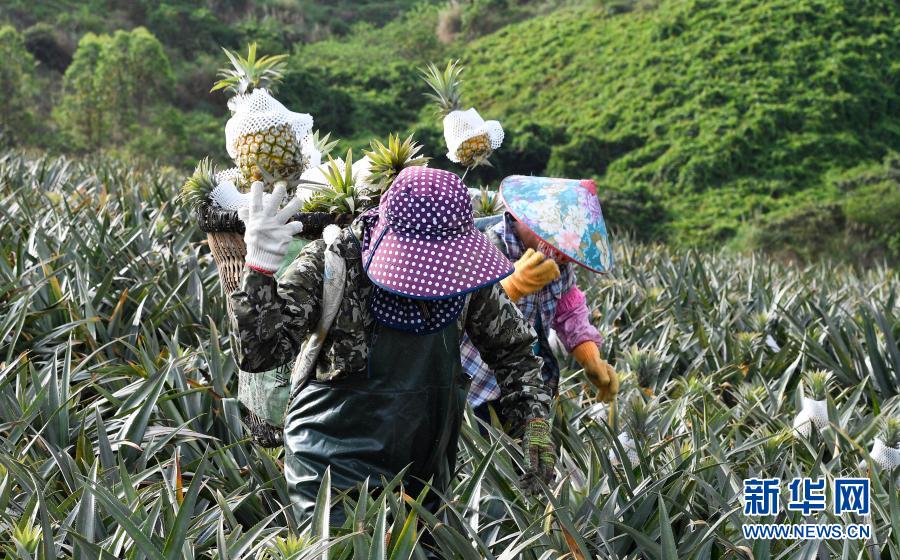　　3月10日，在萬寧市龍滾鎮(zhèn)鳳園村，工人在采收菠蘿?！　〗眨Ｄ鲜∪f寧市迎來菠蘿采收季，本地企業(yè)、農(nóng)戶積極組織工人采收菠蘿，田間地頭一派繁忙景象?！　⌒氯A社記者 楊冠宇 攝