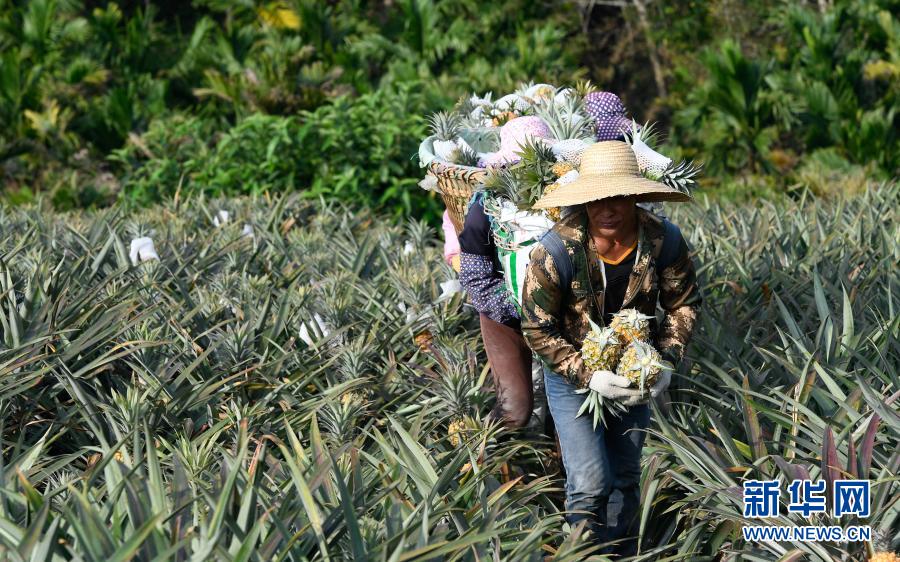 　　3月10日，在萬寧市龍滾鎮(zhèn)鳳園村，工人采收好菠蘿后走向堆放點(diǎn)?！　〗眨Ｄ鲜∪f寧市迎來菠蘿采收季，本地企業(yè)、農(nóng)戶積極組織工人采收菠蘿，田間地頭一派繁忙景象。　　新華社記者 楊冠宇 攝