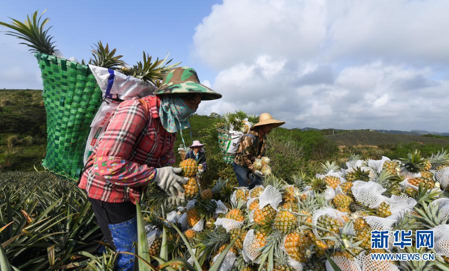 　　3月10日，在萬寧市龍滾鎮(zhèn)鳳園村，工人將采收的菠蘿集中堆放。　　近日，海南省萬寧市迎來菠蘿采收季，本地企業(yè)、農(nóng)戶積極組織工人采收菠蘿，田間地頭一派繁忙景象?！　⌒氯A社記者 楊冠宇 攝